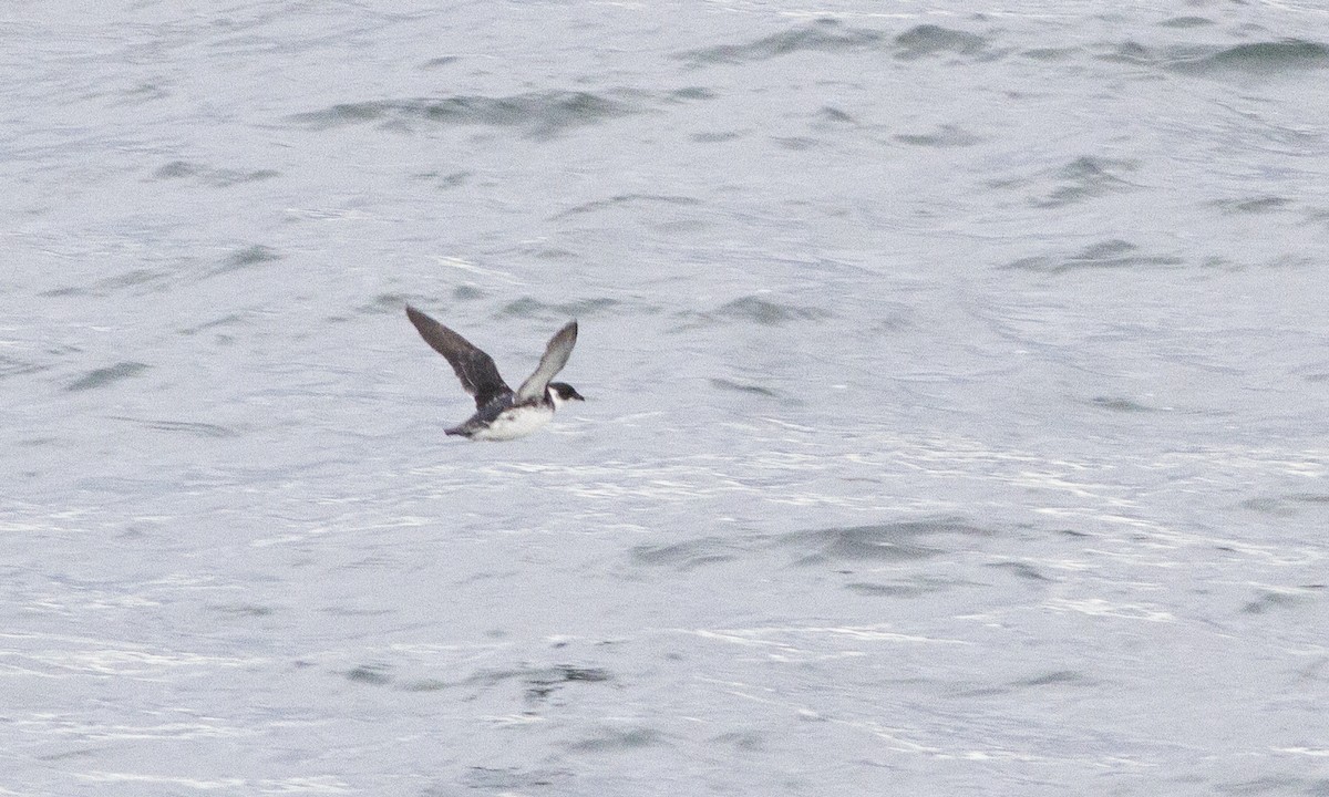 Пуфінур магеланський - ML647230300