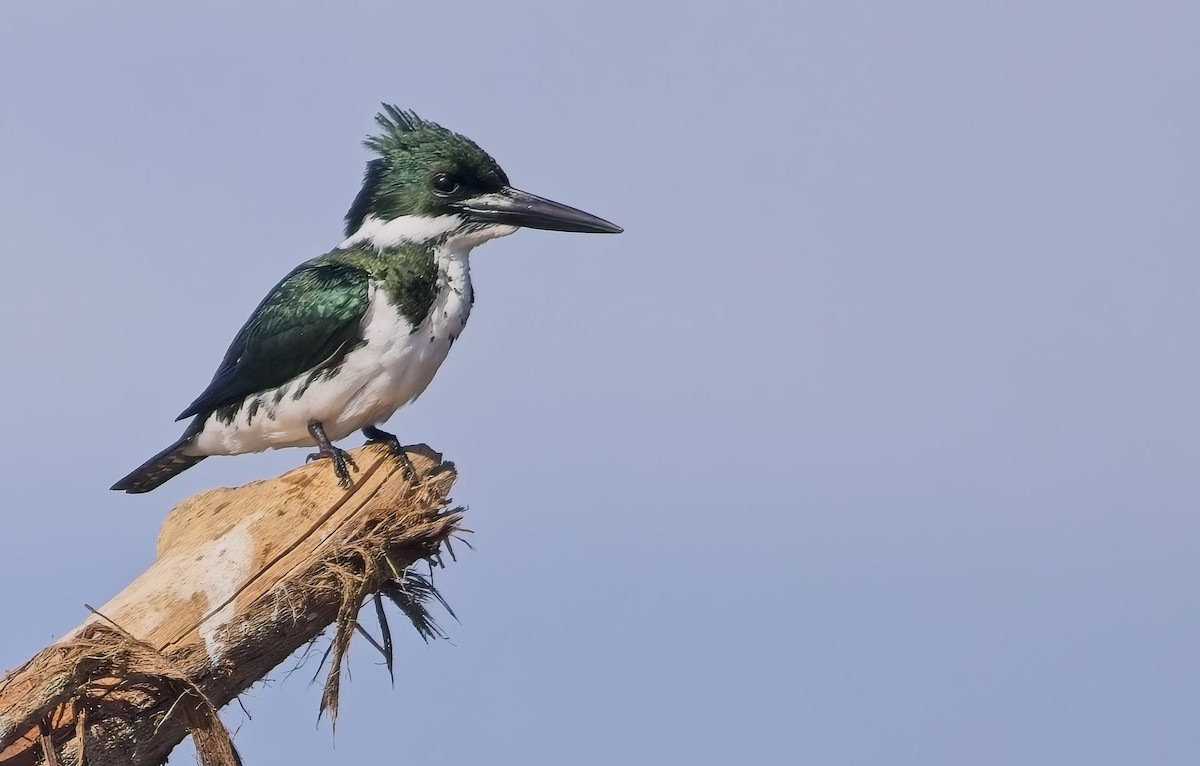 Рибалочка амазонійський - ML647230301