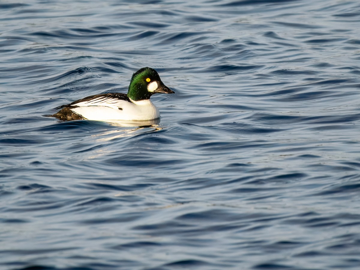 Гоголь зеленоголовий - ML647230302