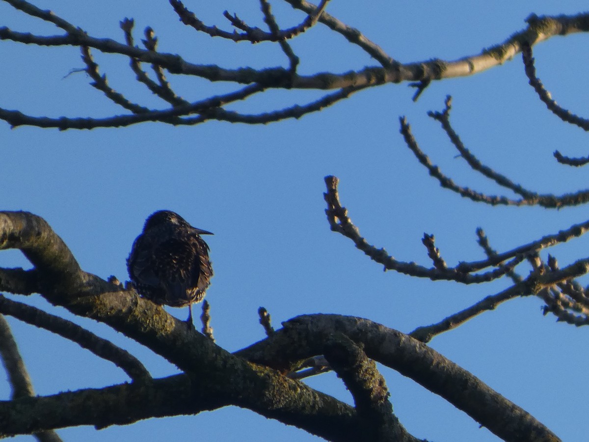 Шпак звичайний - ML647230303