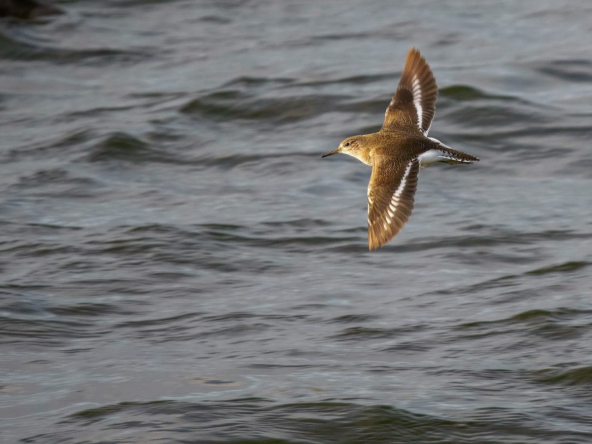 Набережник палеарктичний - ML647230304