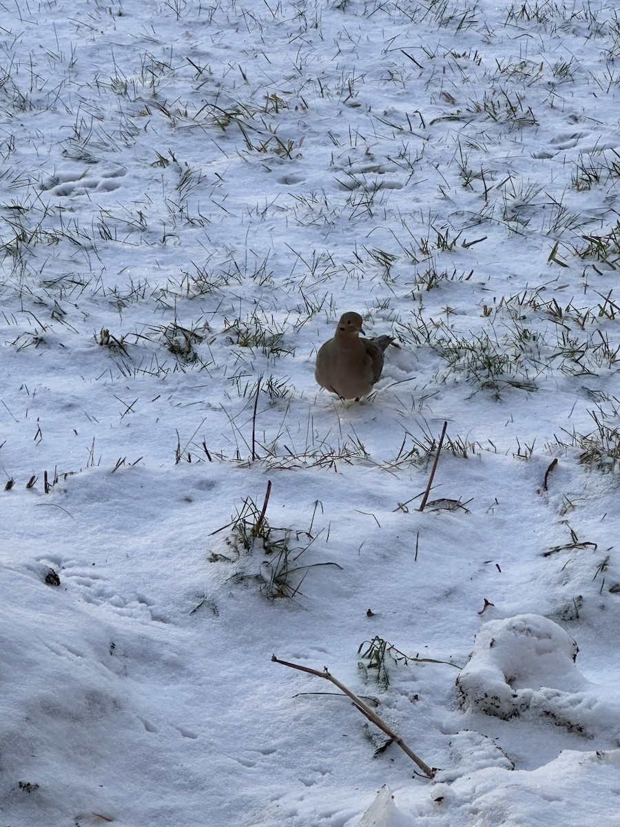 Зенаїда північна - ML647230305