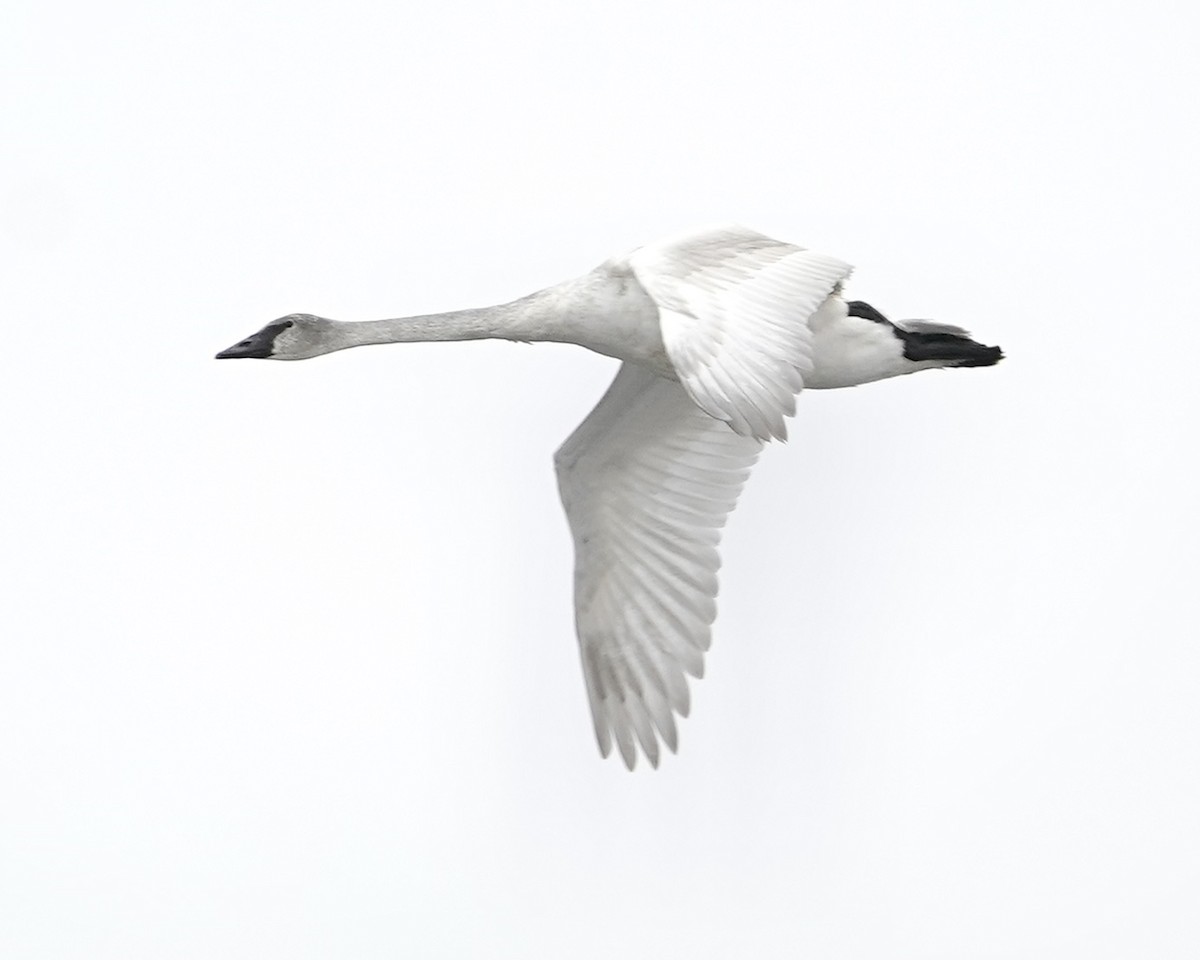 Лебідь-трубач - ML647230306