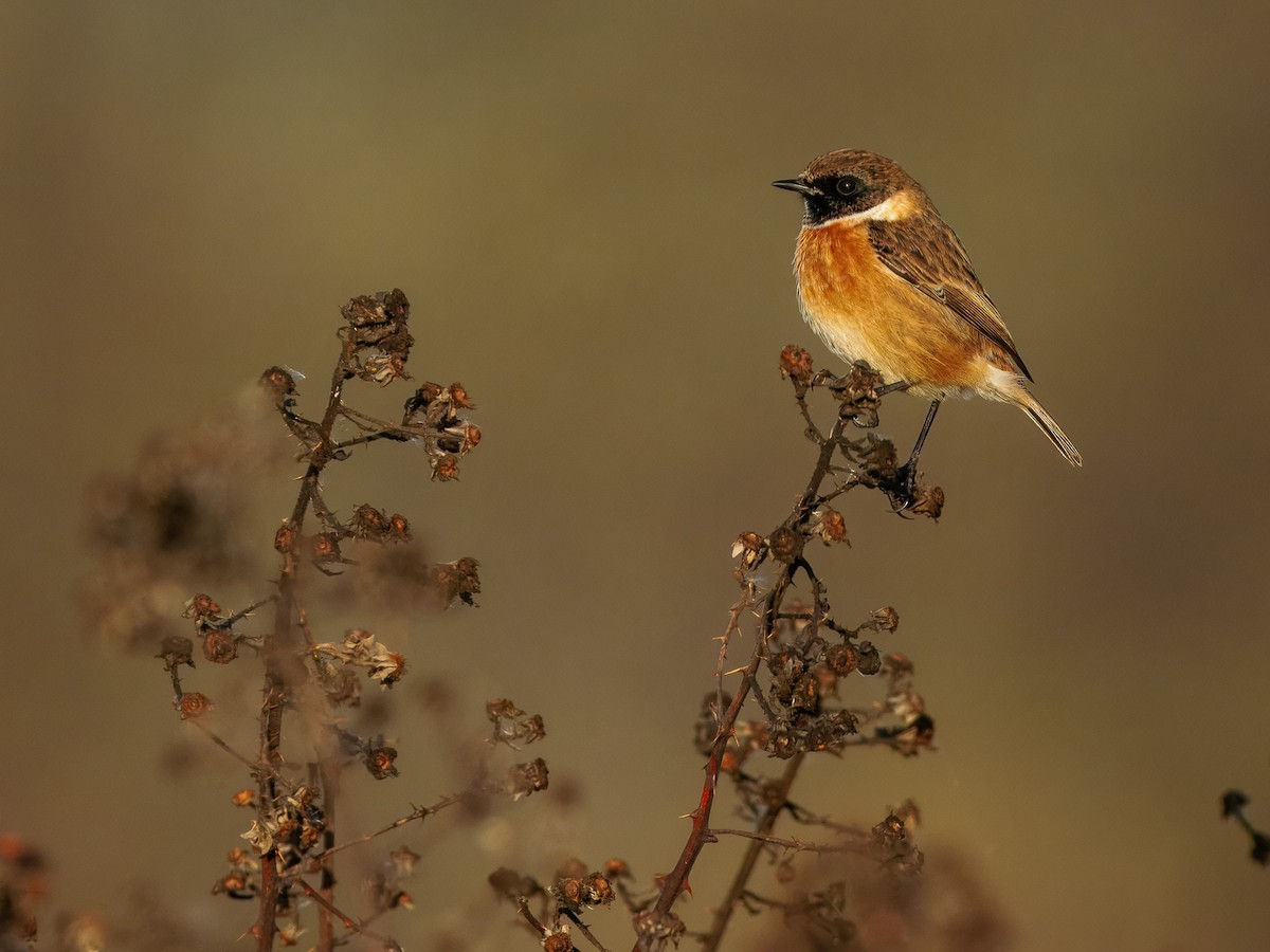 Трав'янка чорноголова - ML647230308