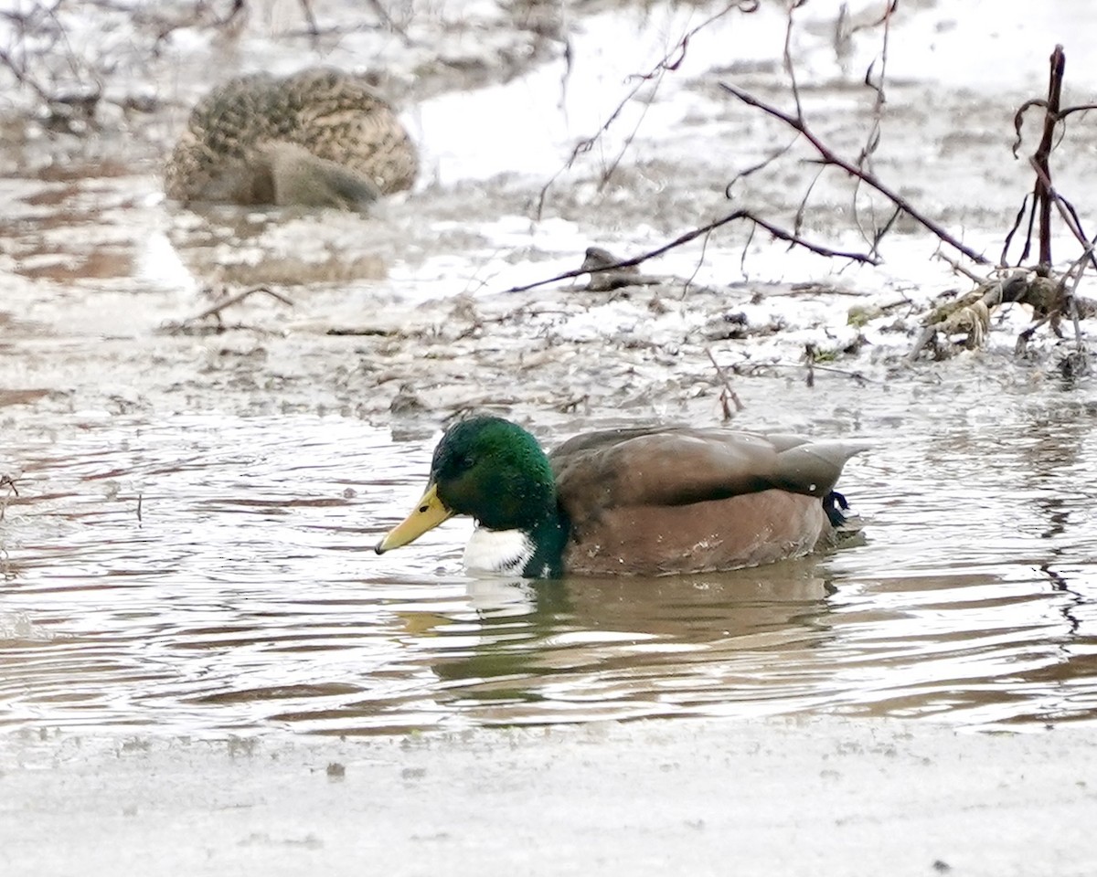 Крижень (свійський) - ML647230309