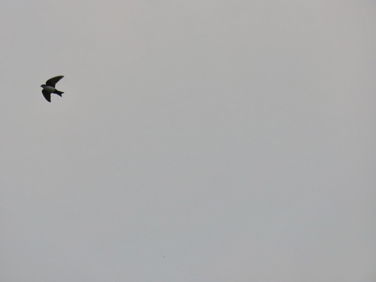 Ластовиця патагонська - ML647230310