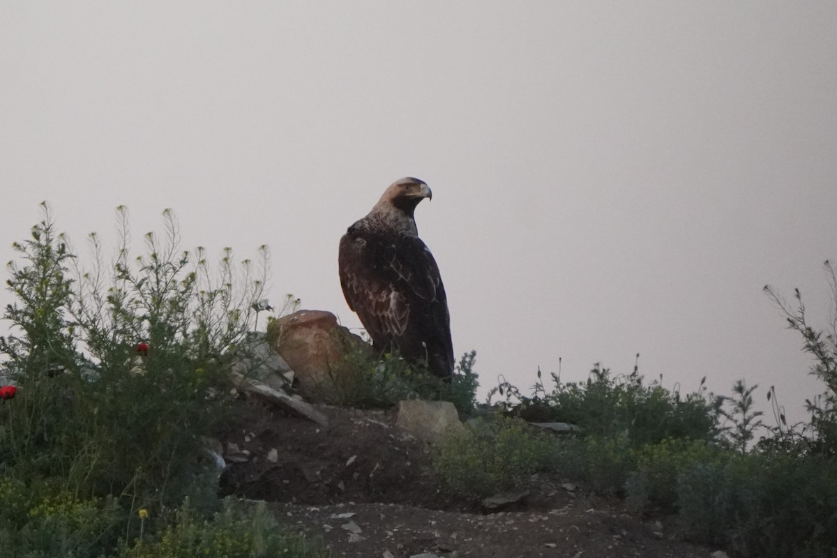 Могильник східний - ML647230312