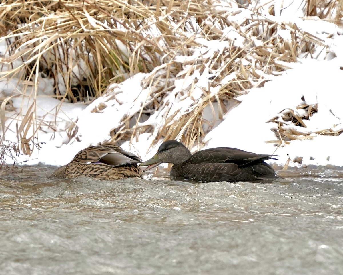 Крижень американський - ML647230313