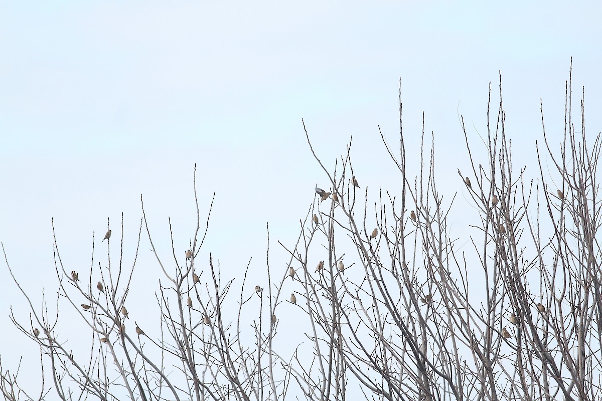 Коноплянка - ML647230314