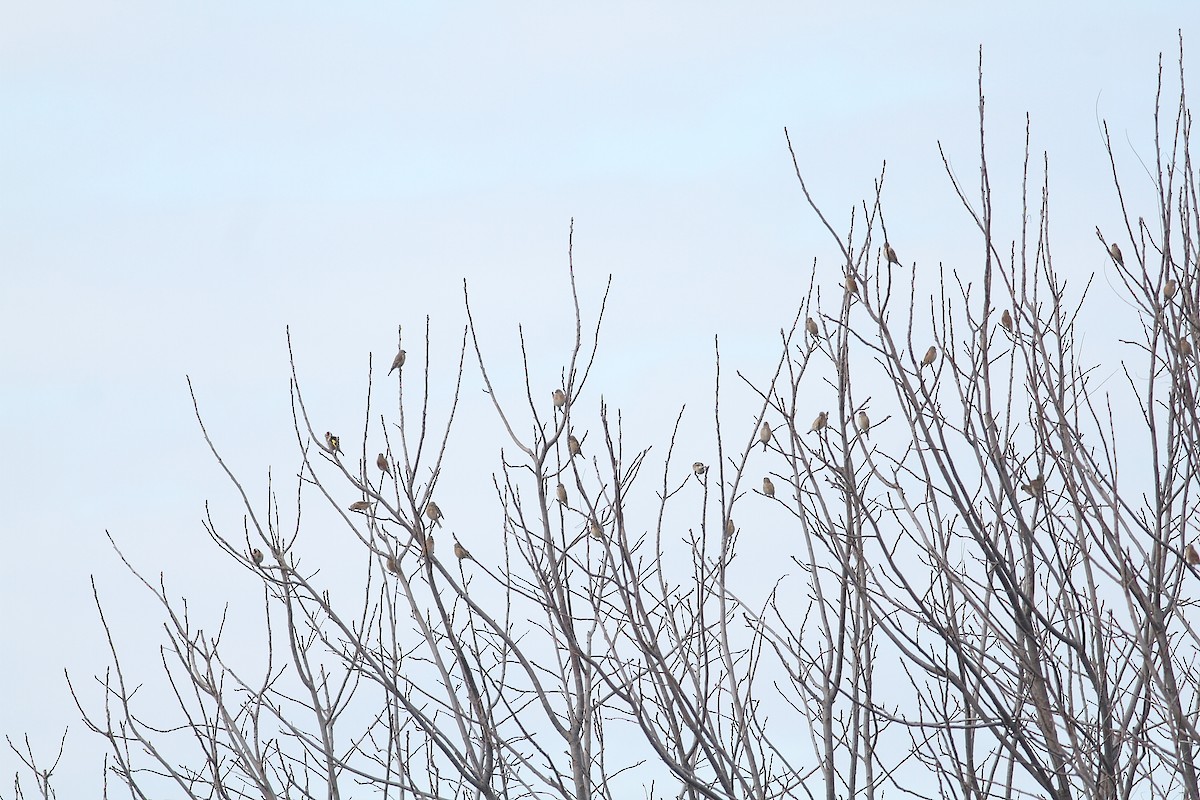 Коноплянка - ML647230315