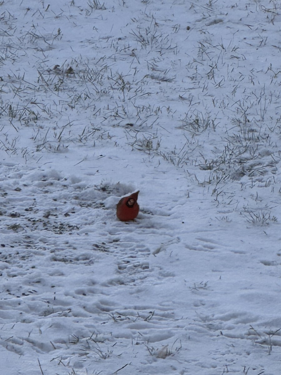 Кардинал червоний - ML647230316