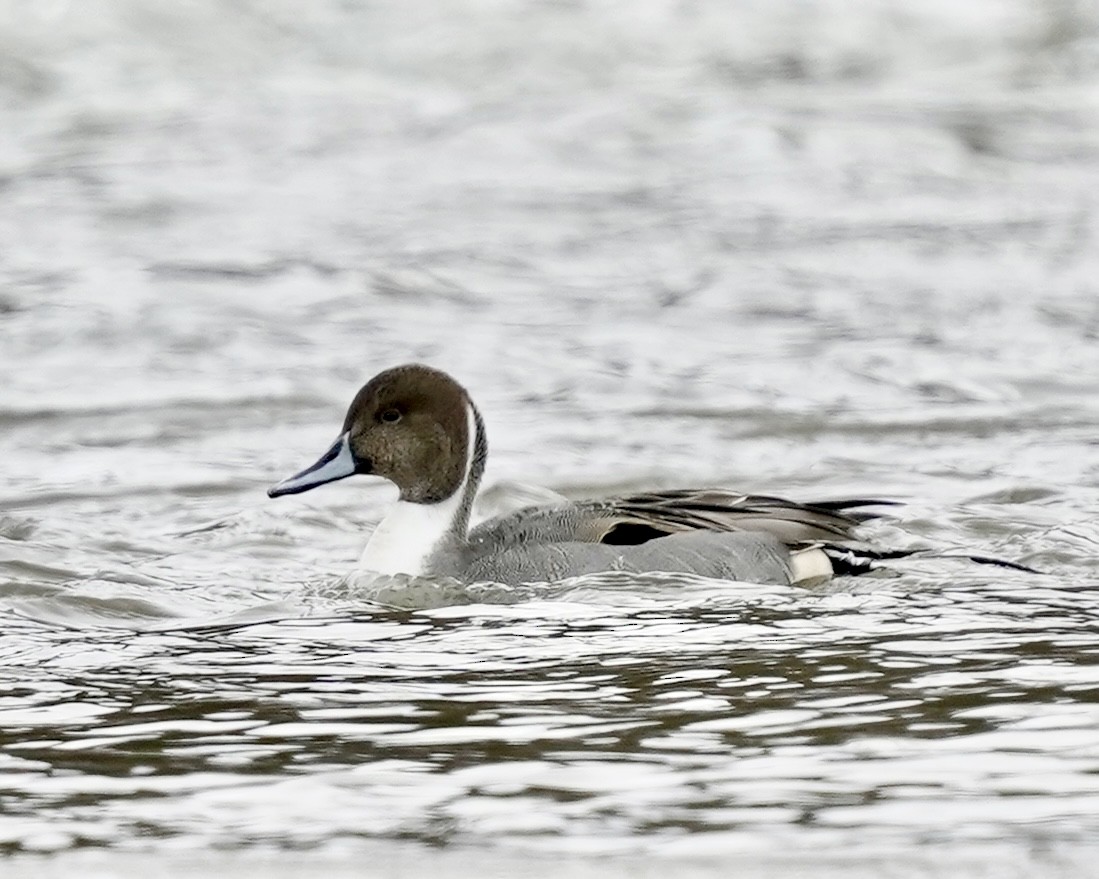Northern Pintail - ML647230317