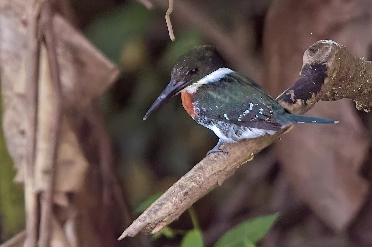 Рибалочка зелений - ML647230318