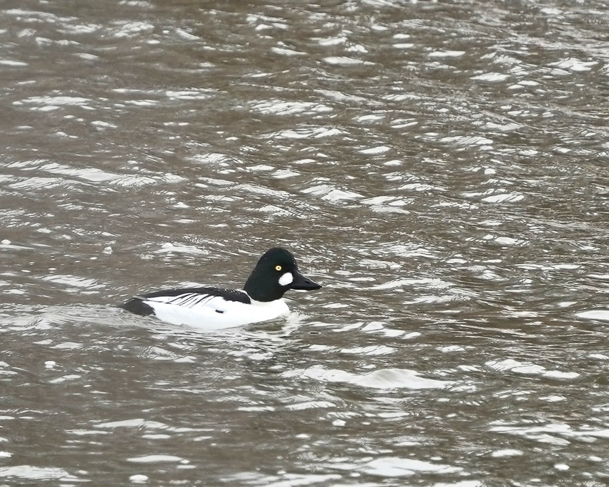 Гоголь зеленоголовий - ML647230319