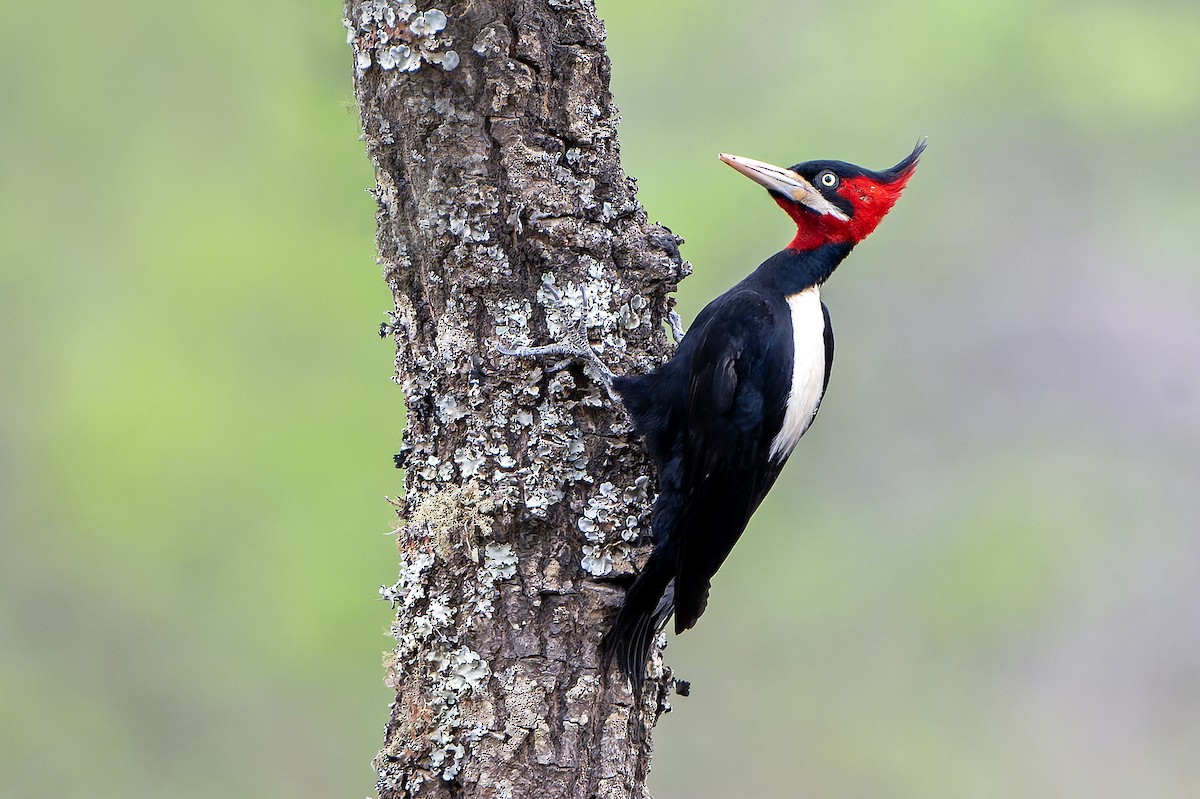 Дятел-кардинал білоспинний - ML647230320