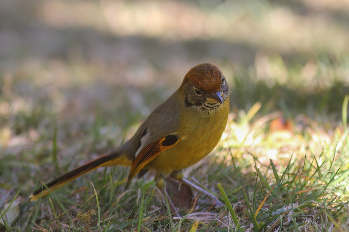 Сибія бірманська (підвид ramsayi) - ML647230321