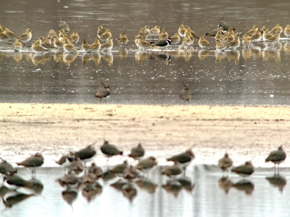 Сивка звичайна - ML647230324