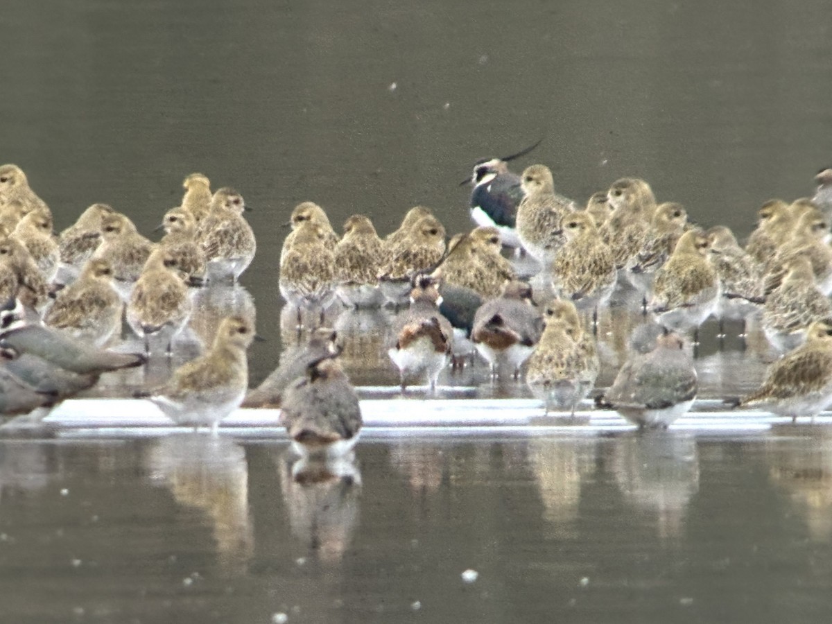 Сивка звичайна - ML647230325