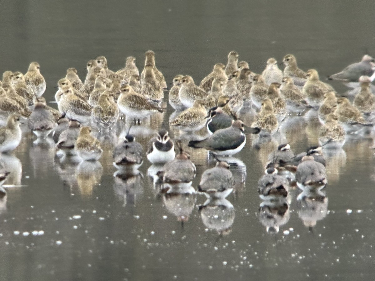 Сивка звичайна - ML647230326