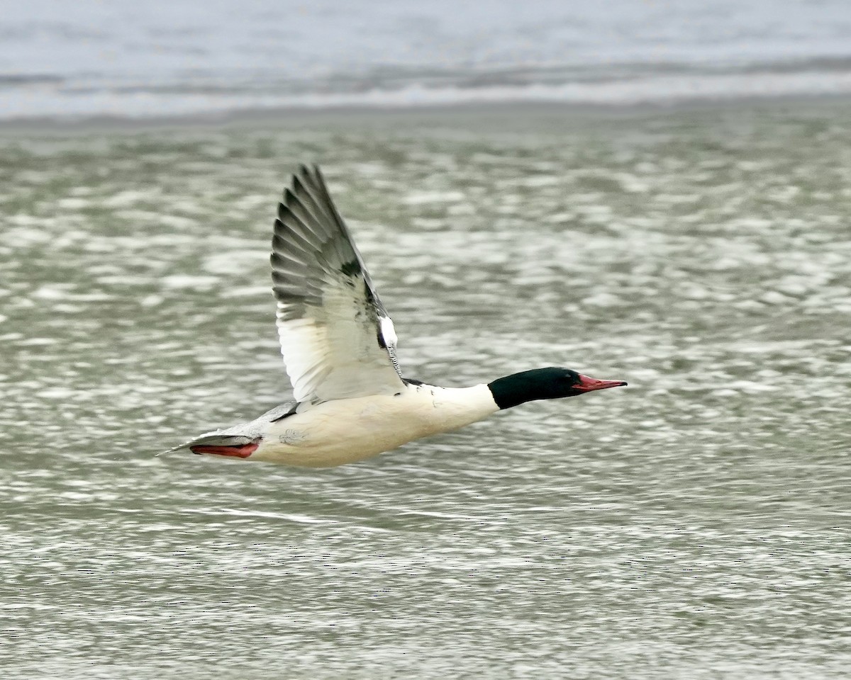 Крех великий - ML647230328