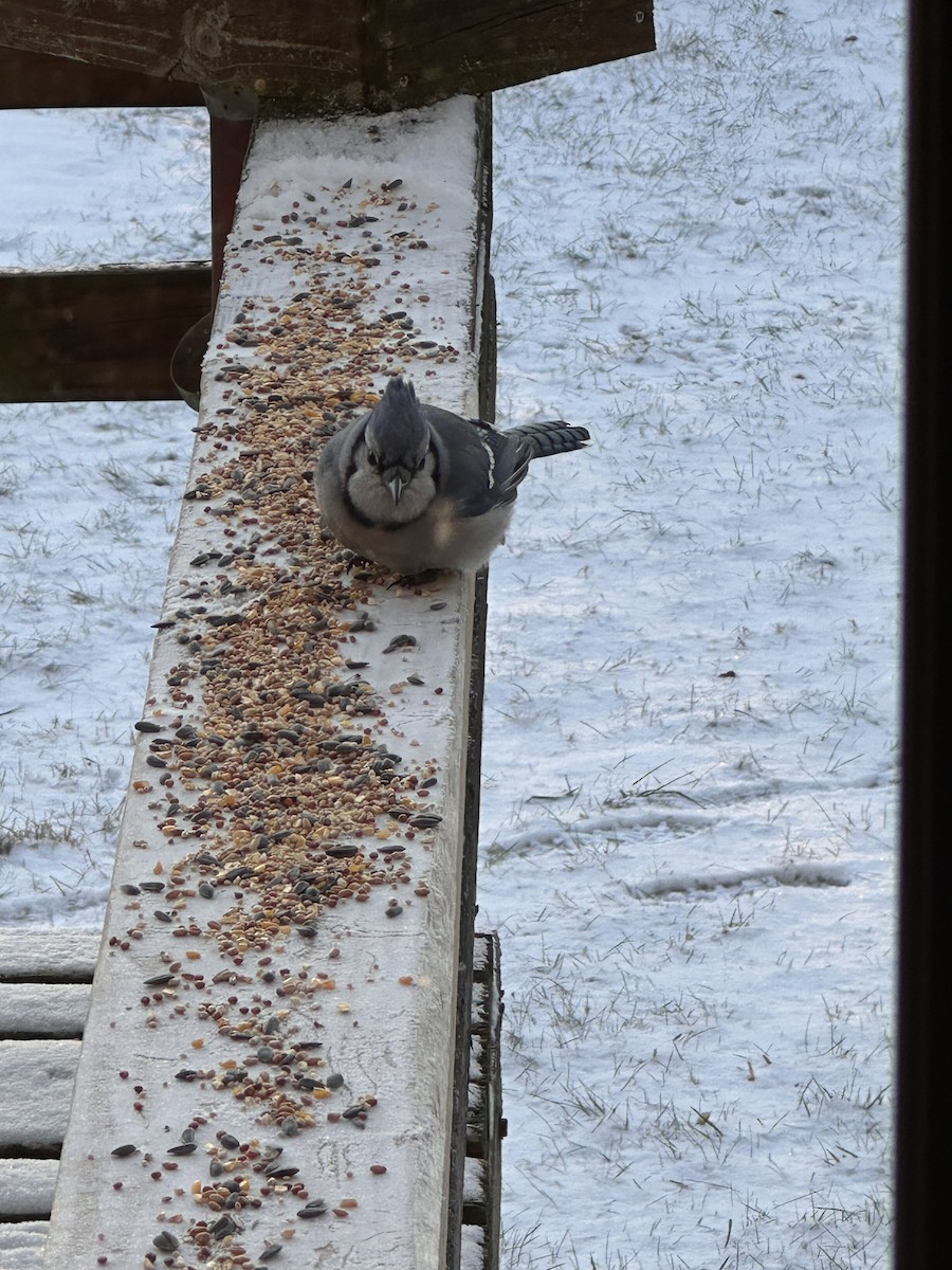 Сизойка блакитна - ML647230329