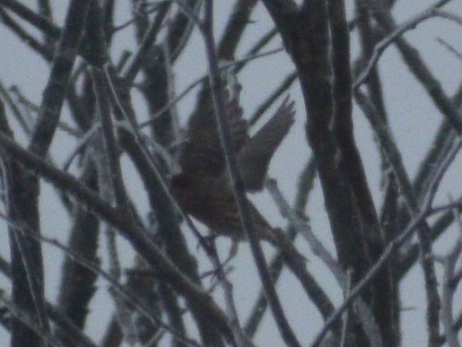 Чечевиця садова - ML647230330