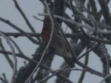 Чечевиця садова - ML647230331