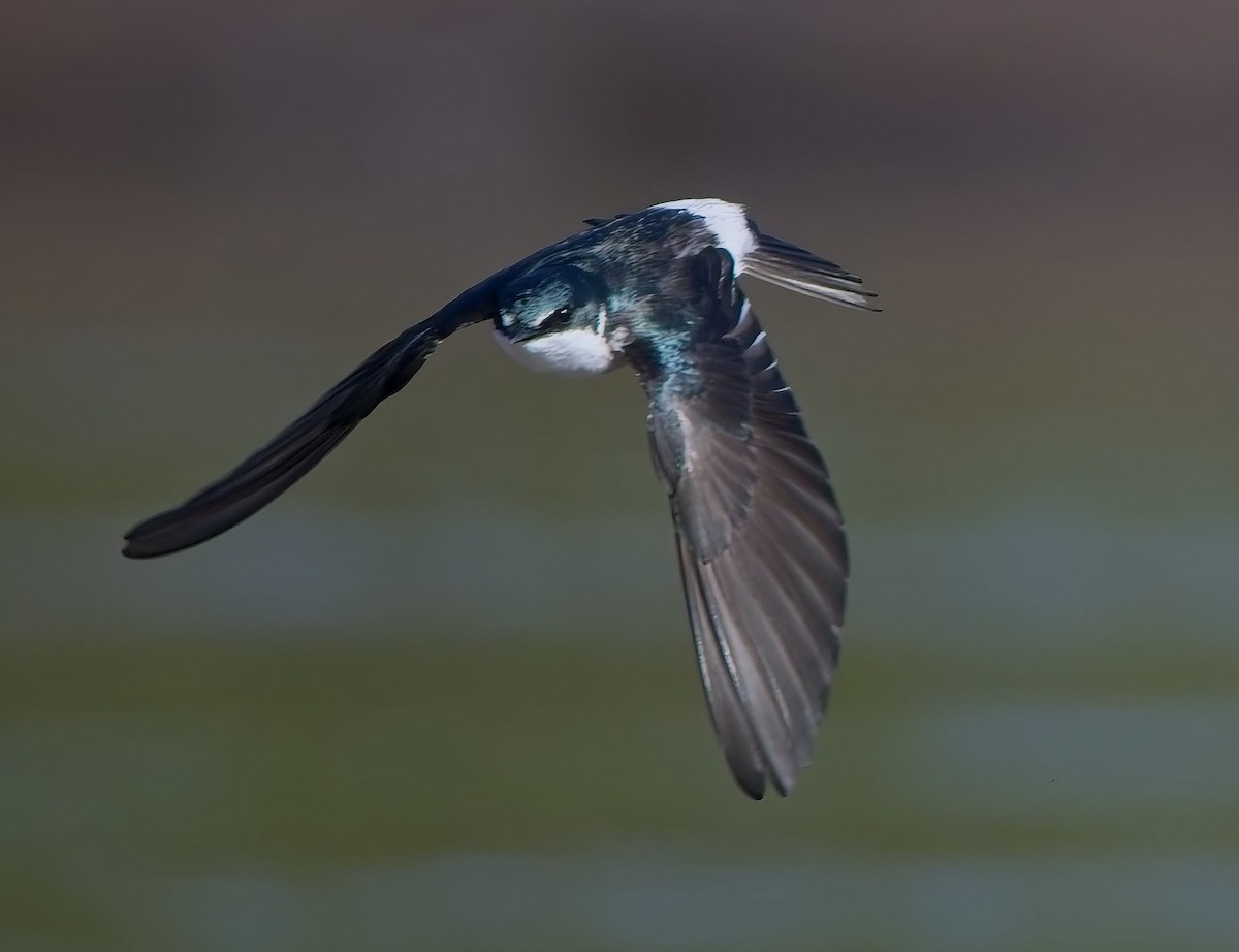 Білозорка мангрова - ML647230332