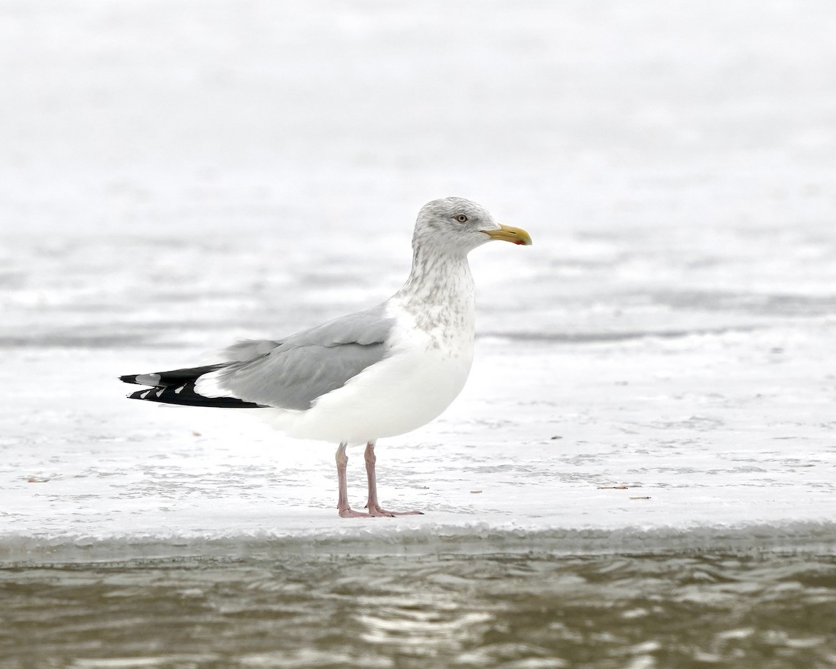 American Herring Gull - ML647230333