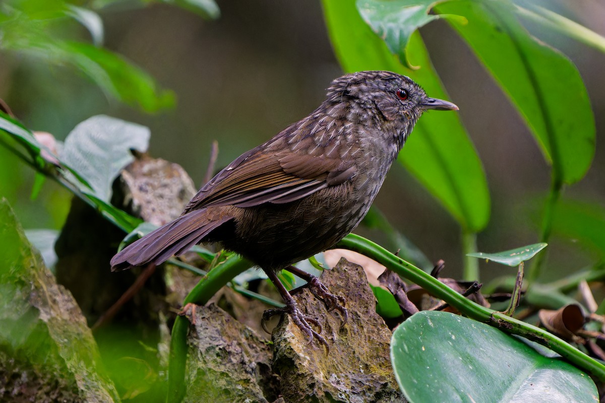 Annam Limestone Babbler - ML647230350