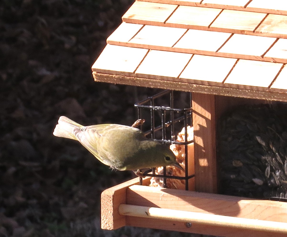 Orange-crowned Warbler - ML647230352