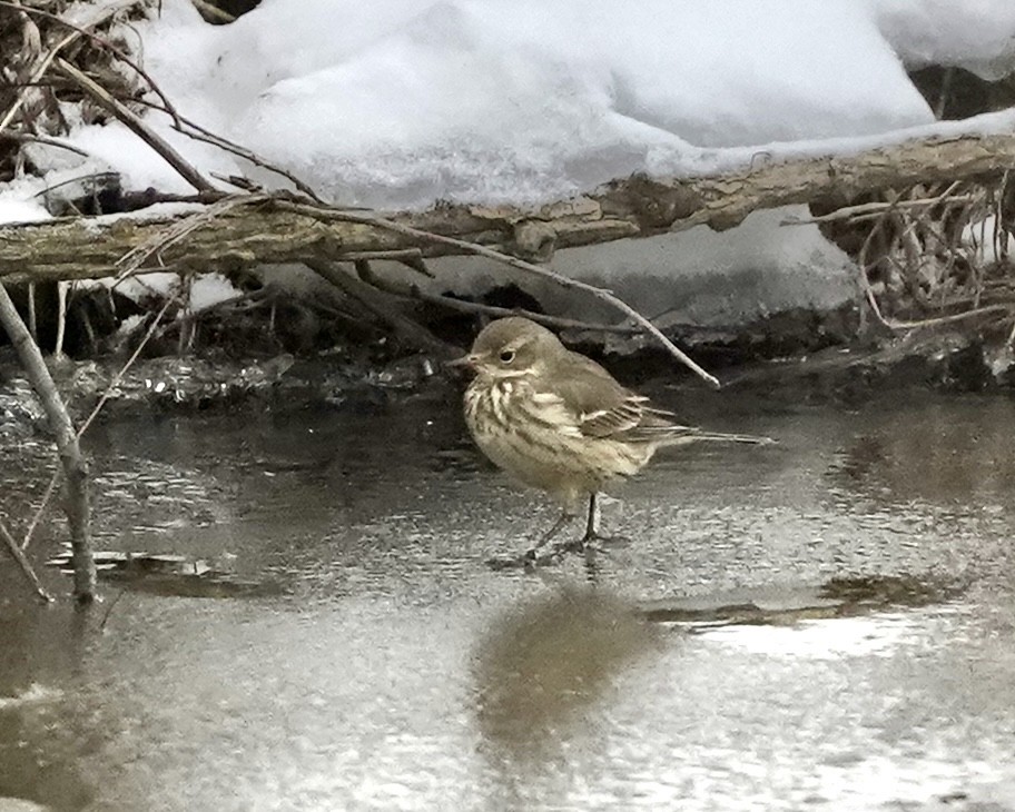 American Pipit - ML647230355