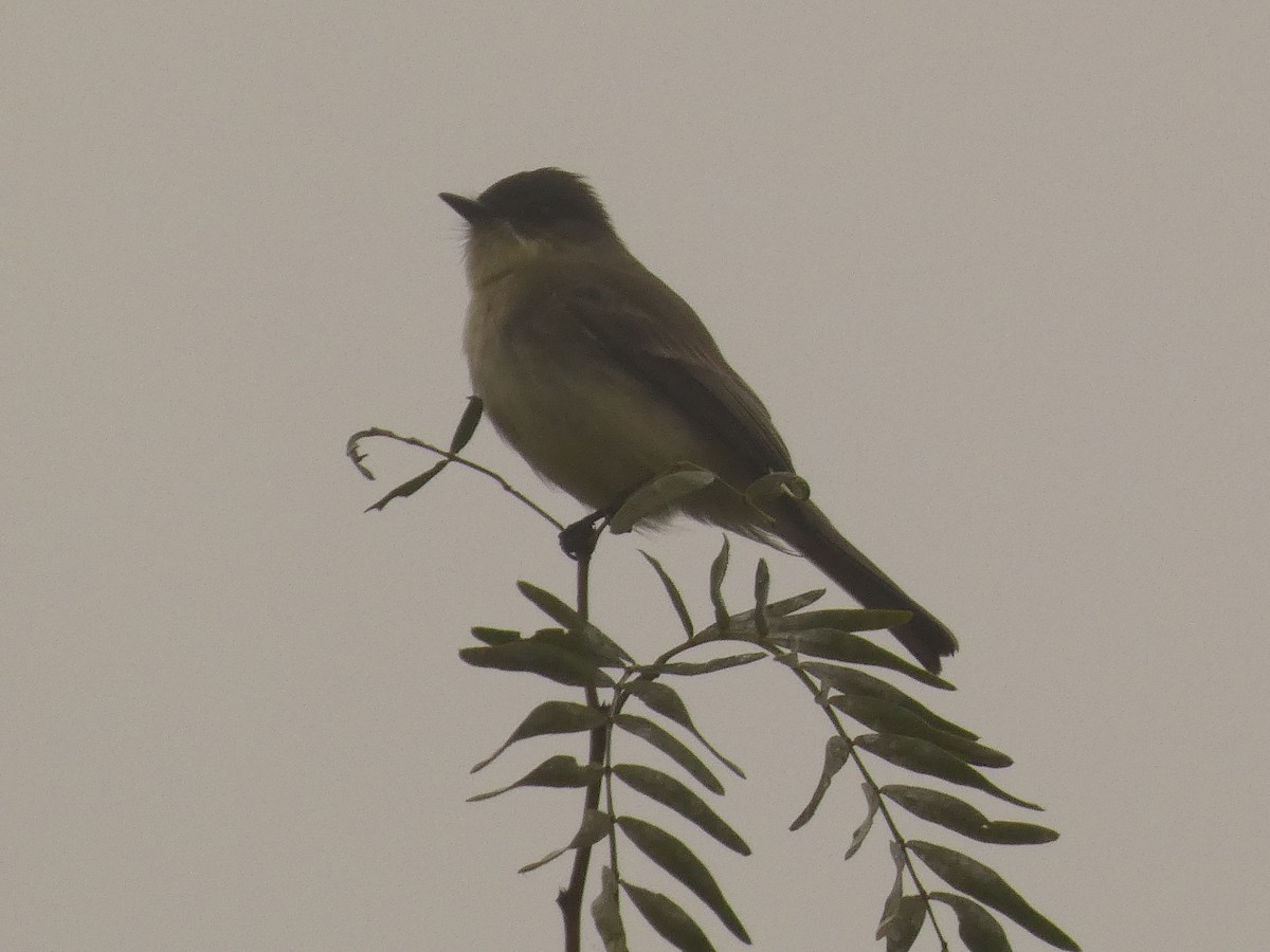 Eastern Phoebe - ML647230356