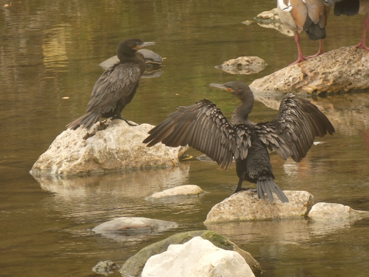 Neotropic Cormorant - ML647230359