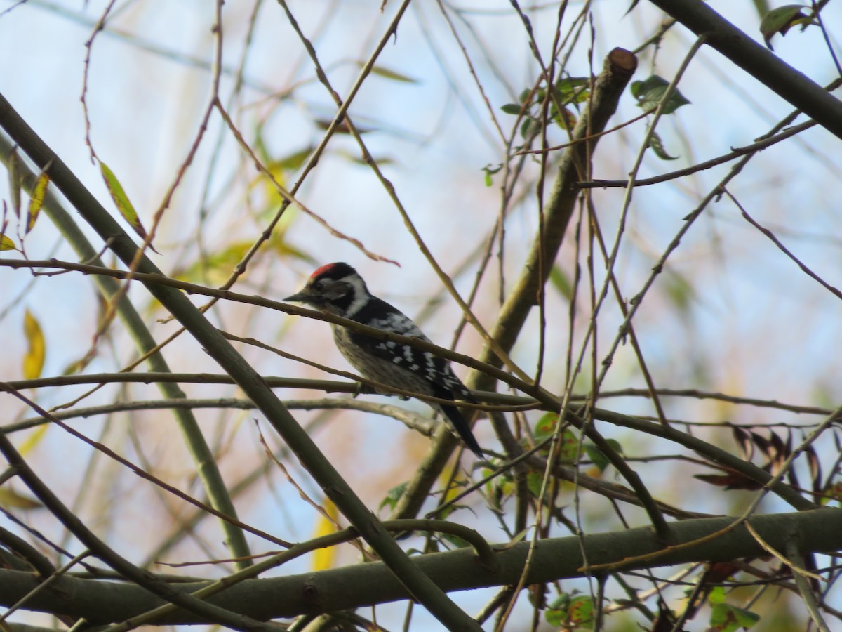 Lesser Spotted Woodpecker - ML647230361