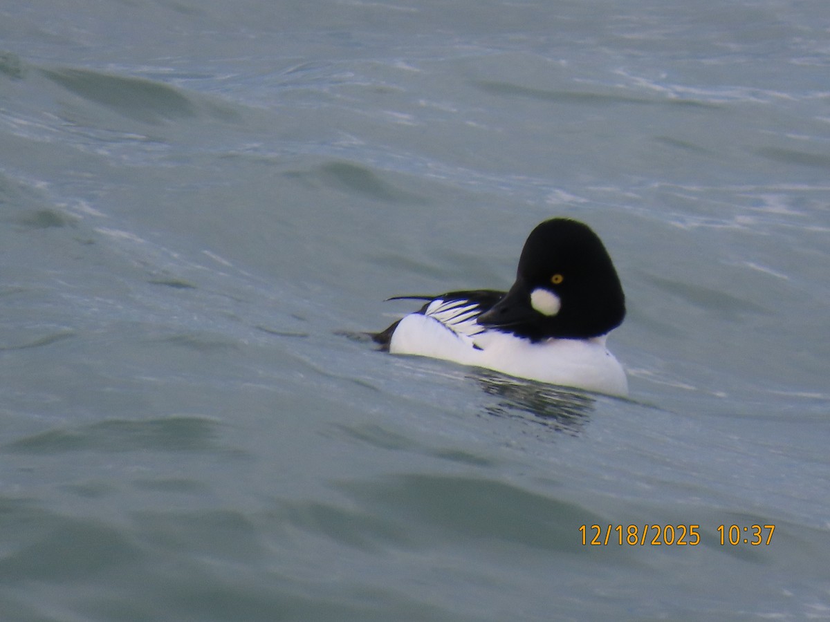 Common Goldeneye - ML647230365