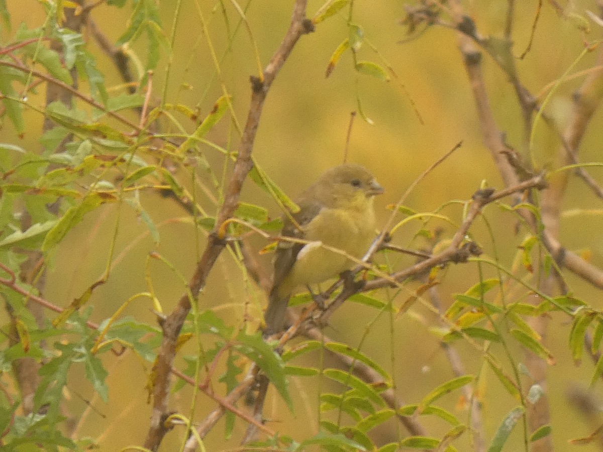 Lesser Goldfinch - ML647230367