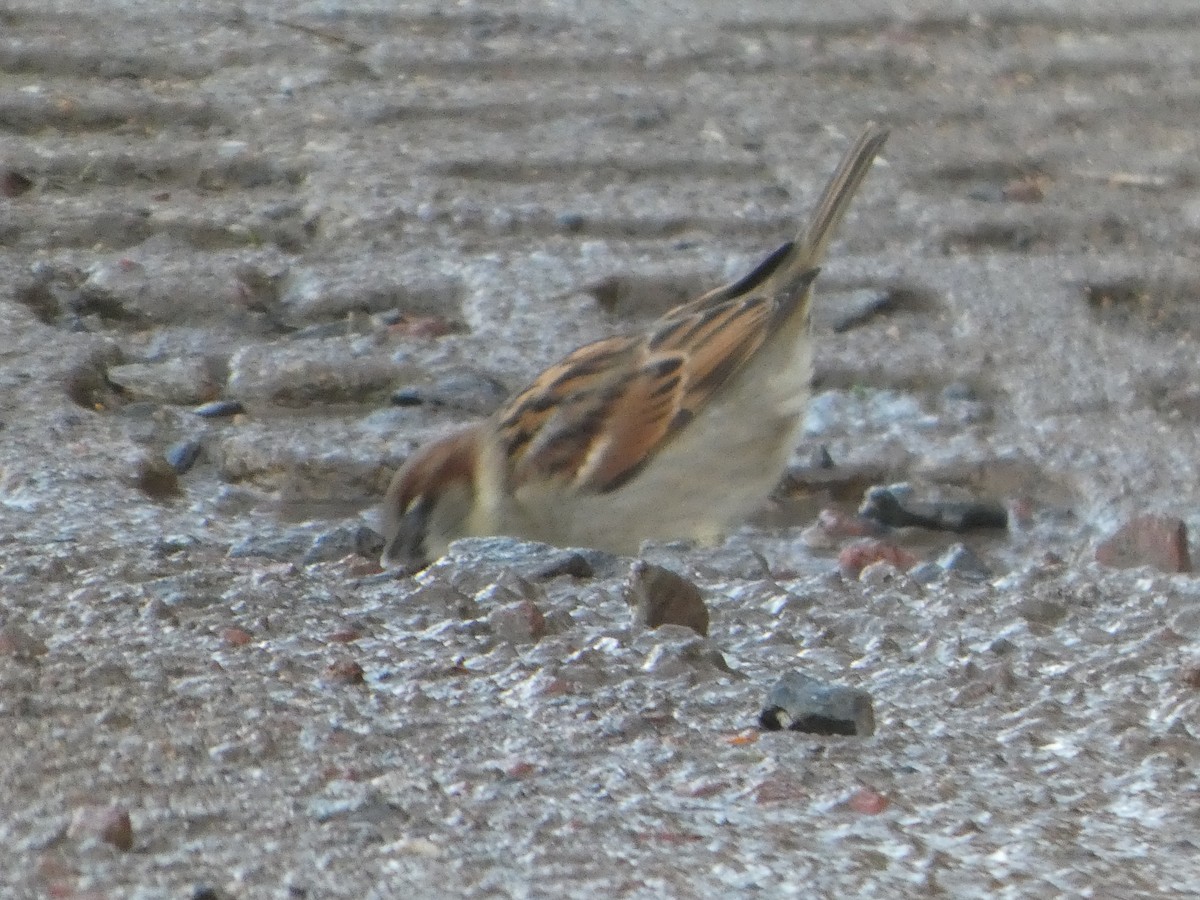House Sparrow - ML647230374