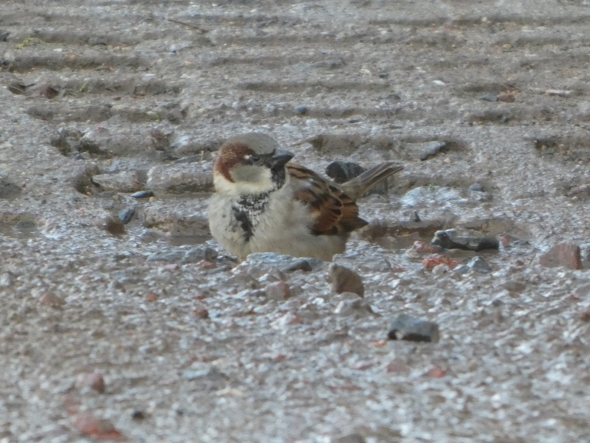 House Sparrow - ML647230375