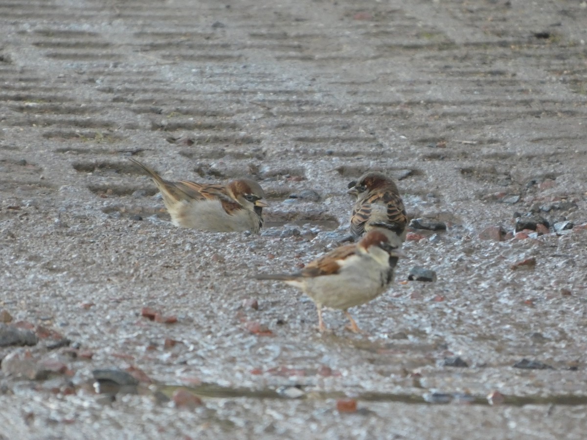 House Sparrow - ML647230376