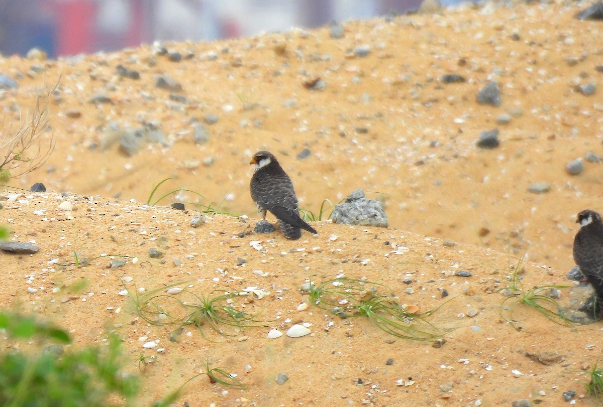 Amur Falcon - ML647230380