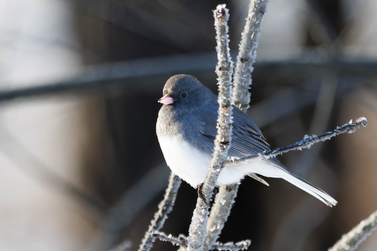 strnadec zimní - ML647230381