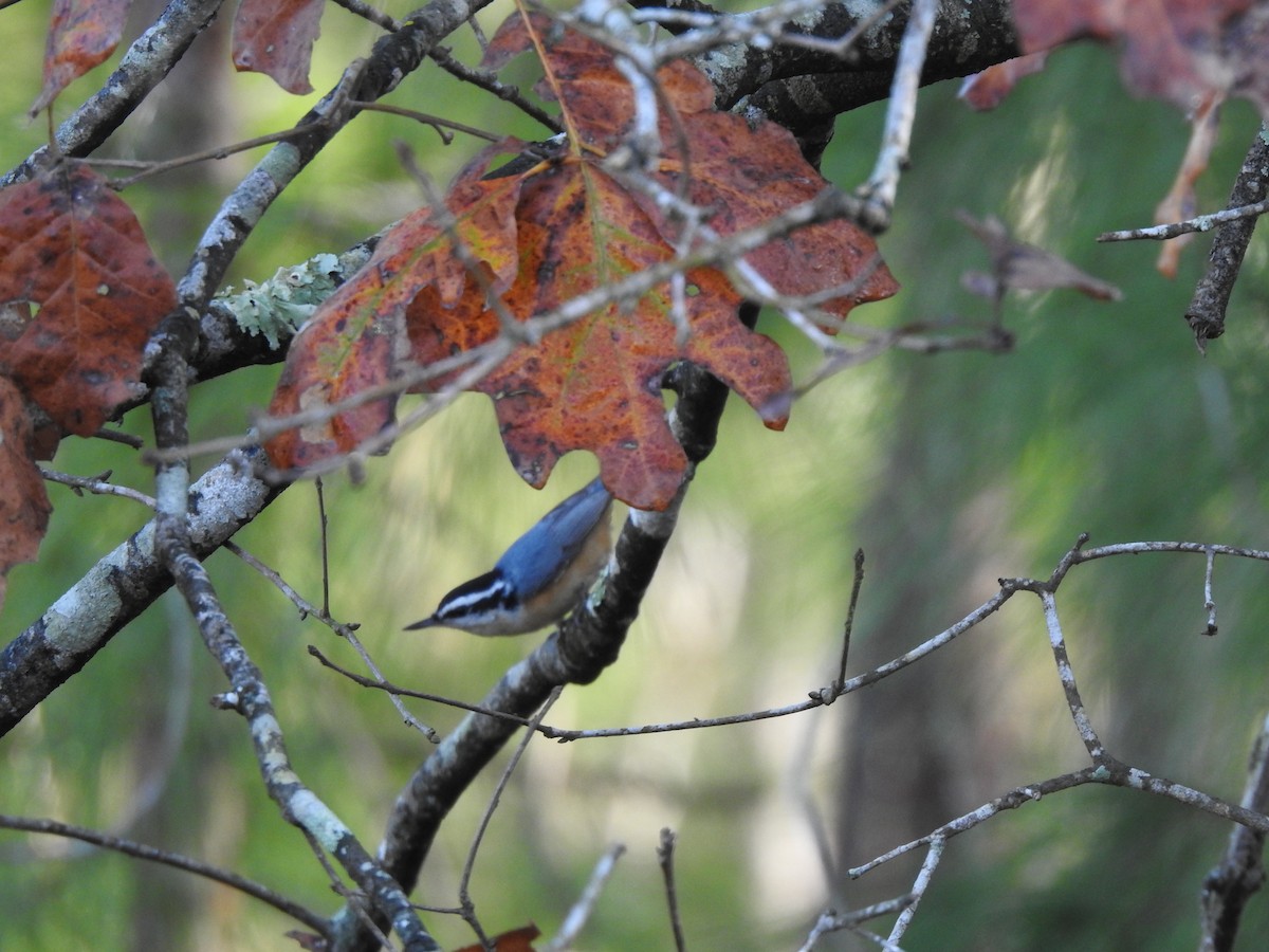 Red-breasted Nuthatch - ML647230382