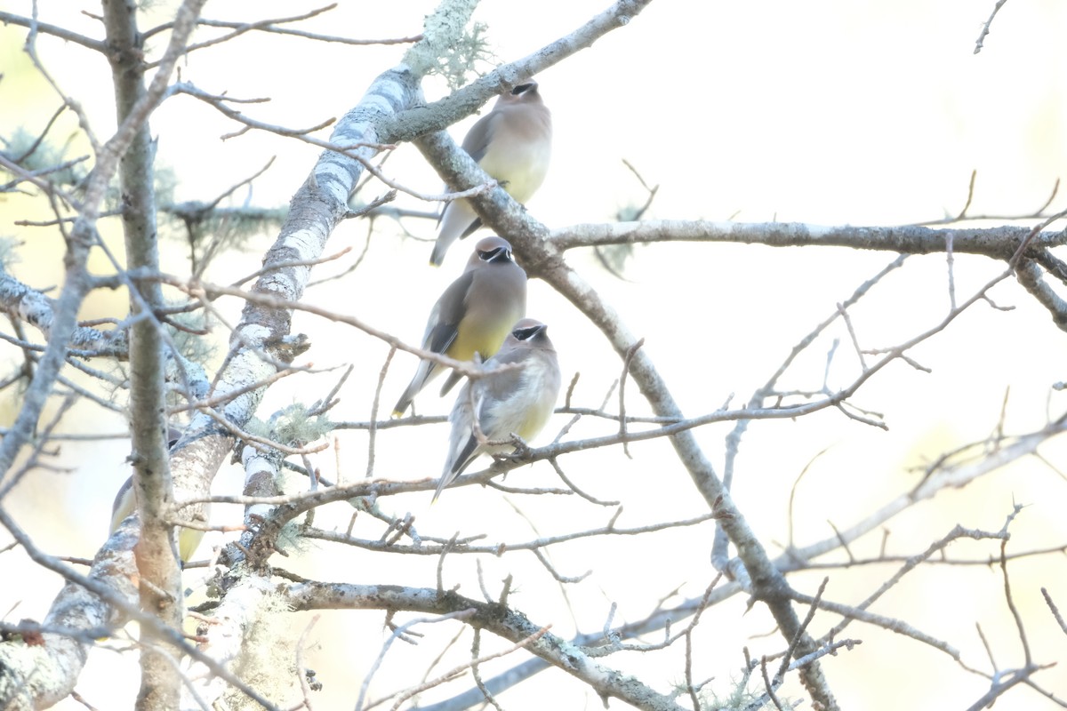 Cedar Waxwing - ML647230392