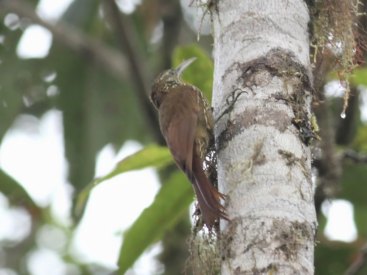 Dağ Tırmaşık - ML647230400