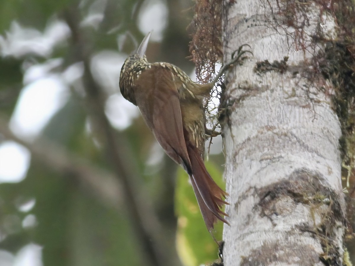 Dağ Tırmaşık - ML647230402
