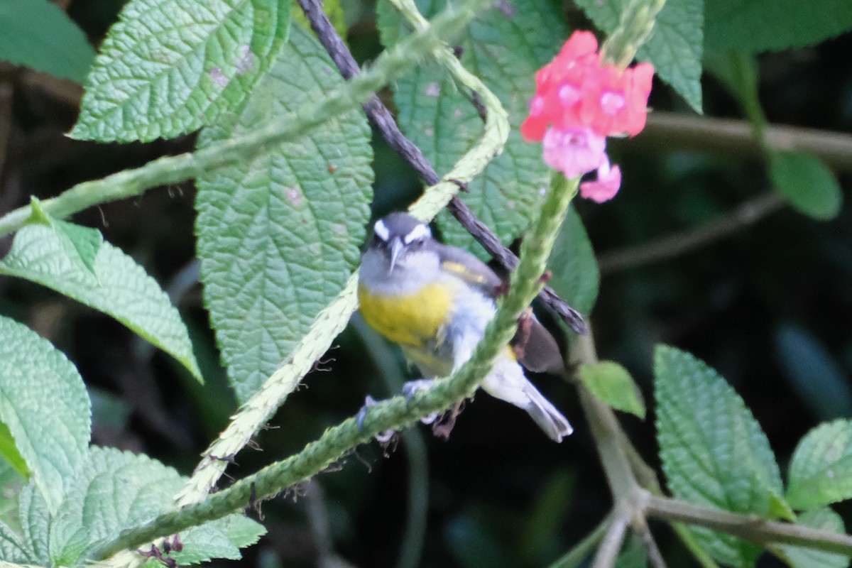 Sucrier à ventre jaune - ML647230403