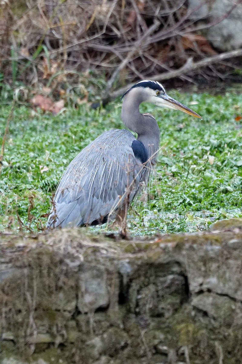 volavka velká - ML647230405