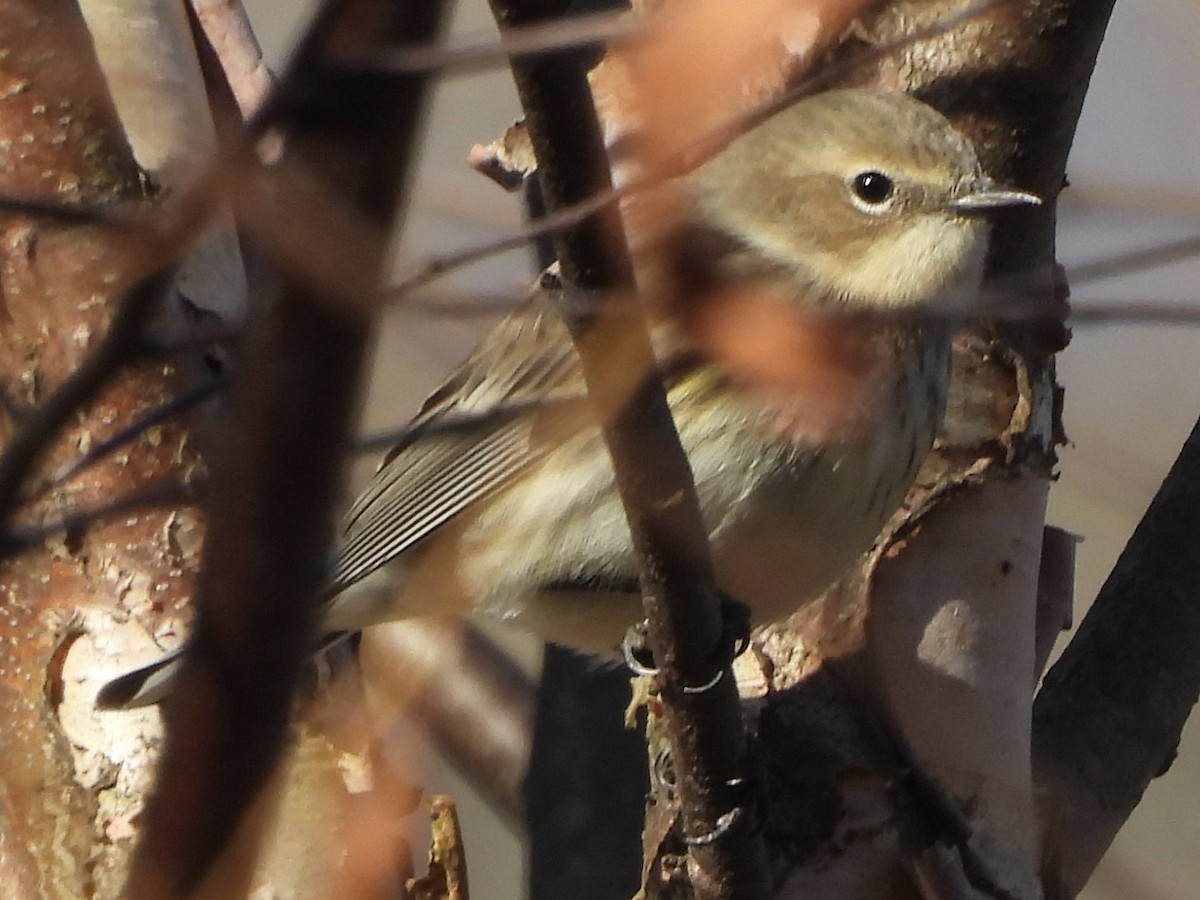 Yellow-rumped Warbler - ML647230406
