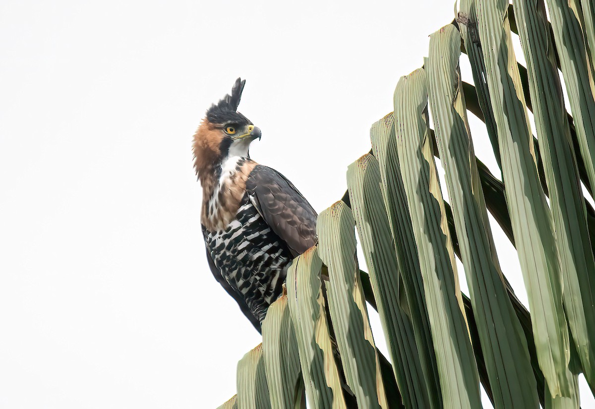 Ornate Hawk-Eagle - ML647230409